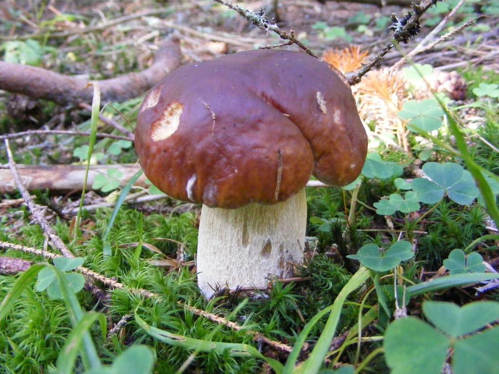 Chaty Jasna Demänovská Dolina Extérieur photo